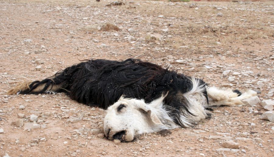 التخلص من الحيوانات النافقة